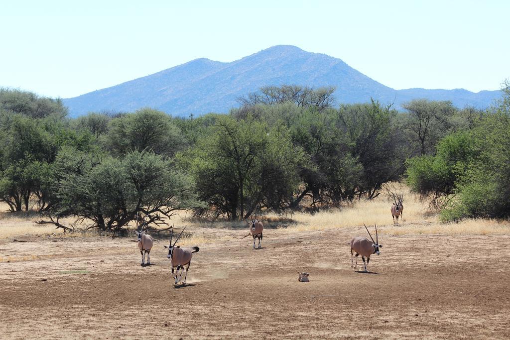 Villa Haasenhof Gastefarm à Okahandja Extérieur photo