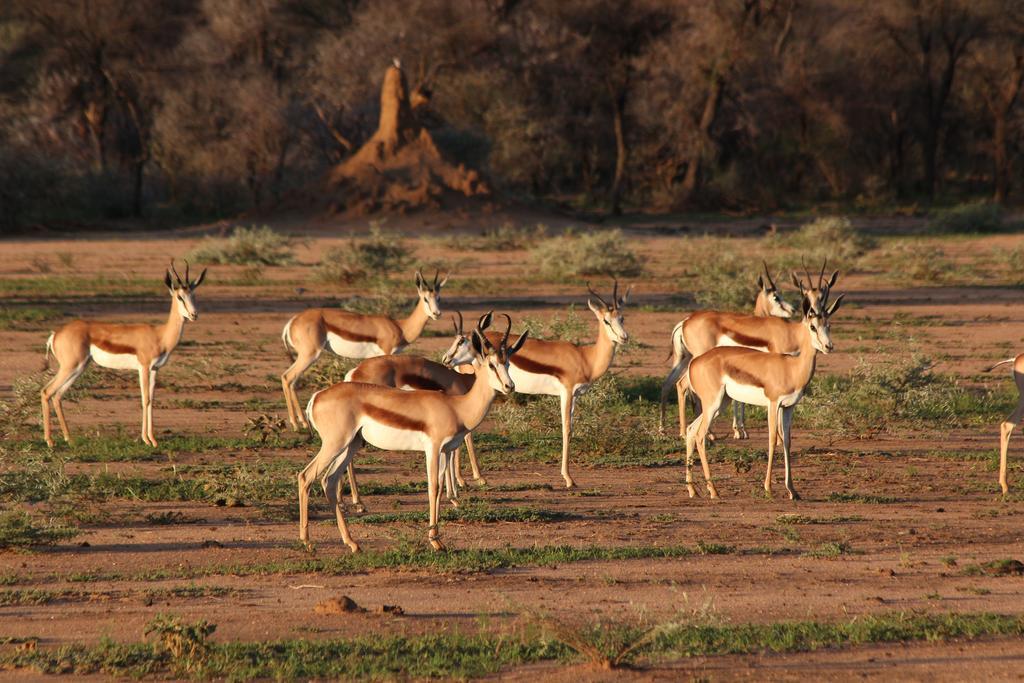 Villa Haasenhof Gastefarm à Okahandja Extérieur photo